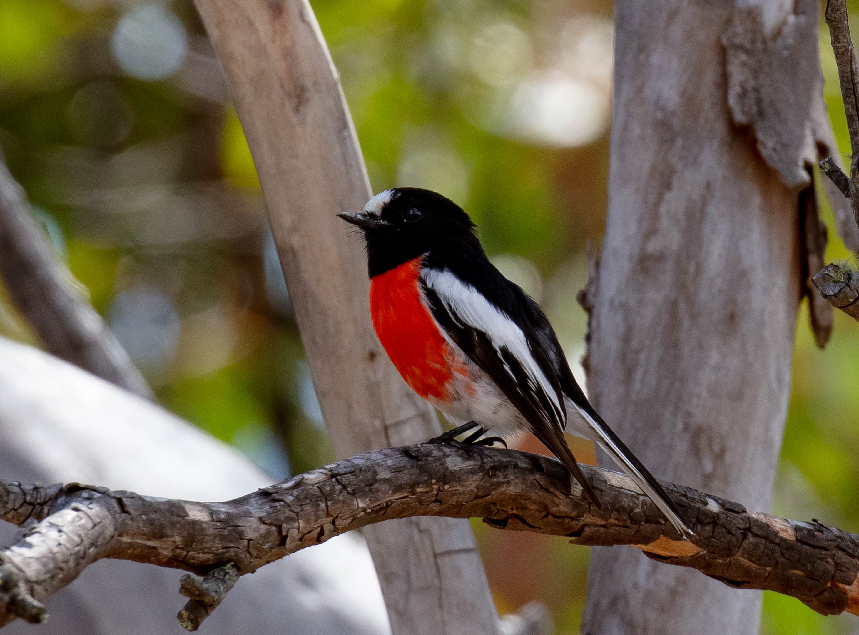 Scarlet Robin