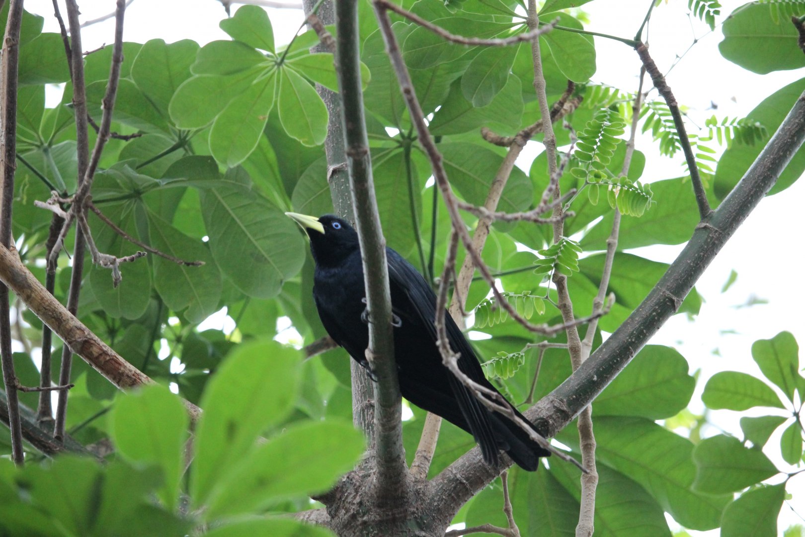 Scarlet-rumped cacique (Cacicus haemorrhous)