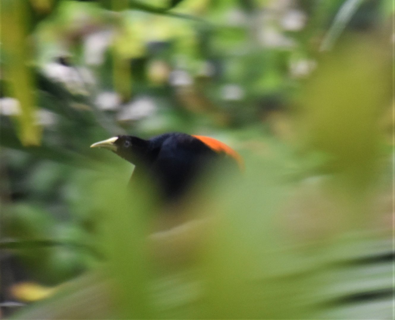 Scarlet-rumped cacique in flight