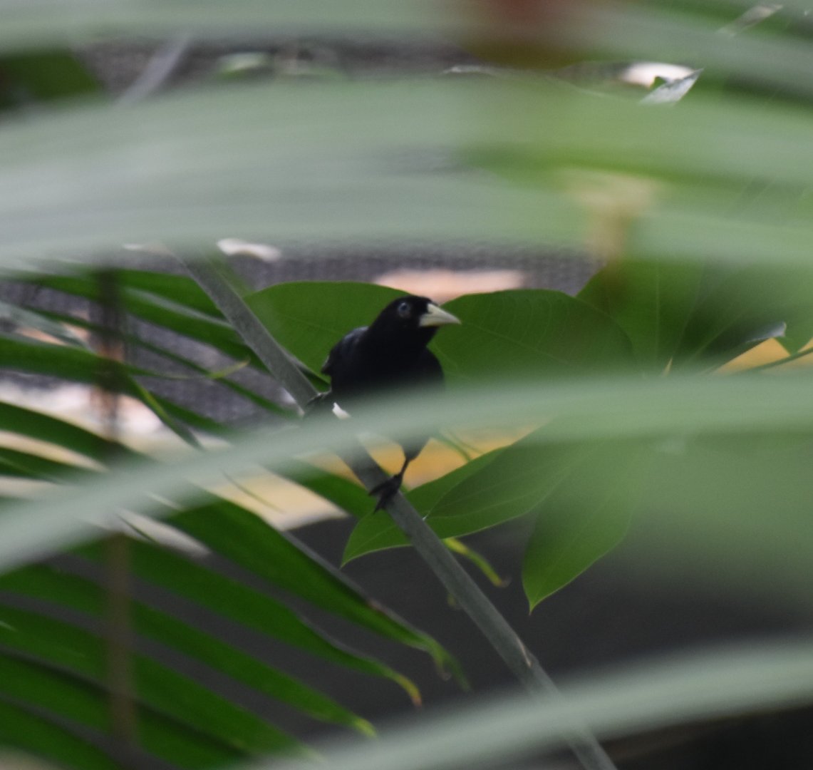 Scarlet-rumped cacique through the foliage