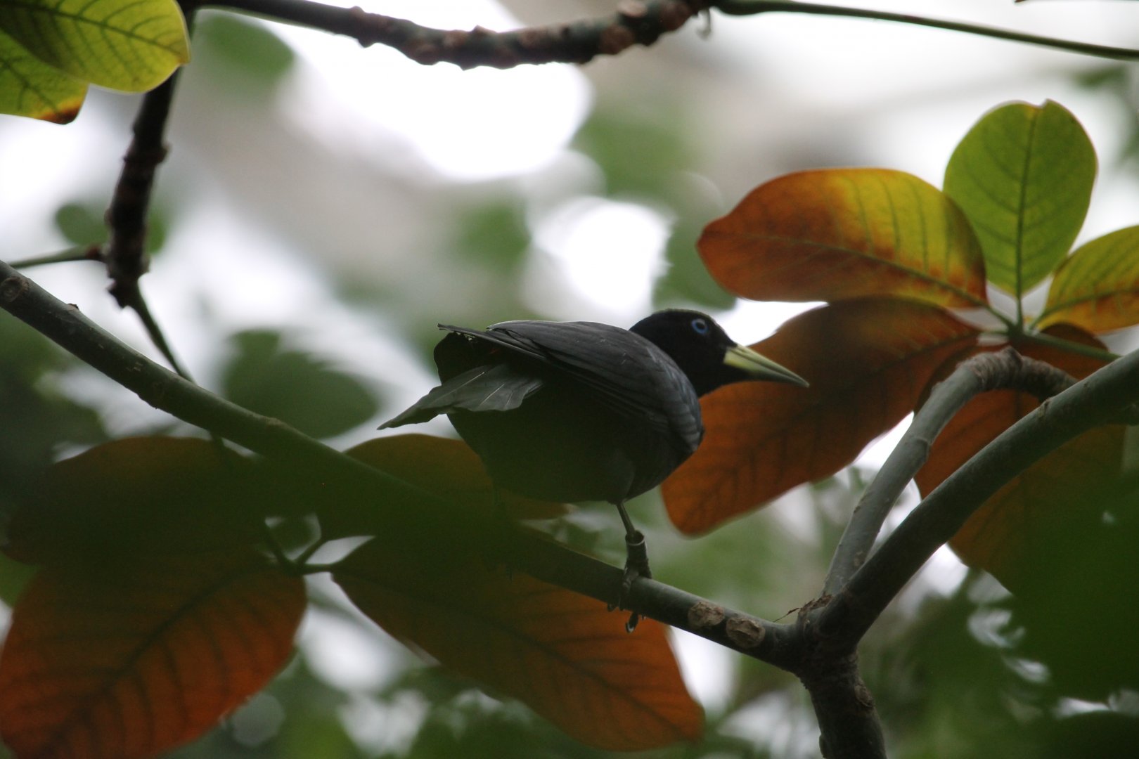 Scarlet-rumped cacique
