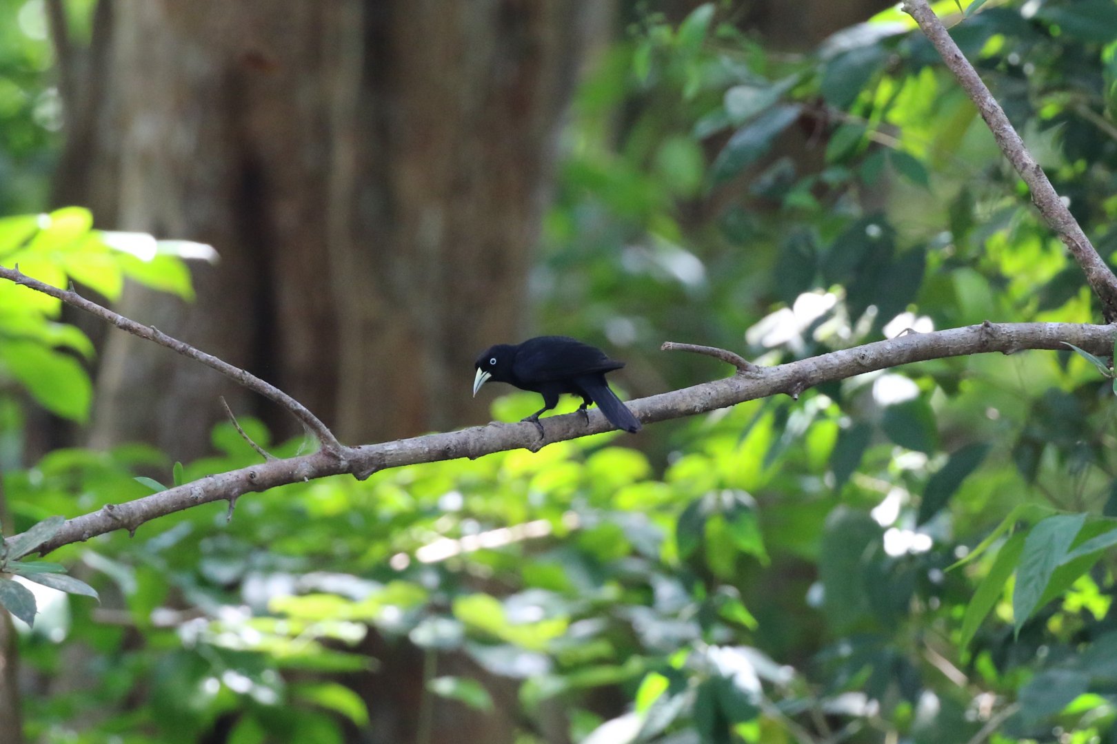 Scarlet-rumped Cacique