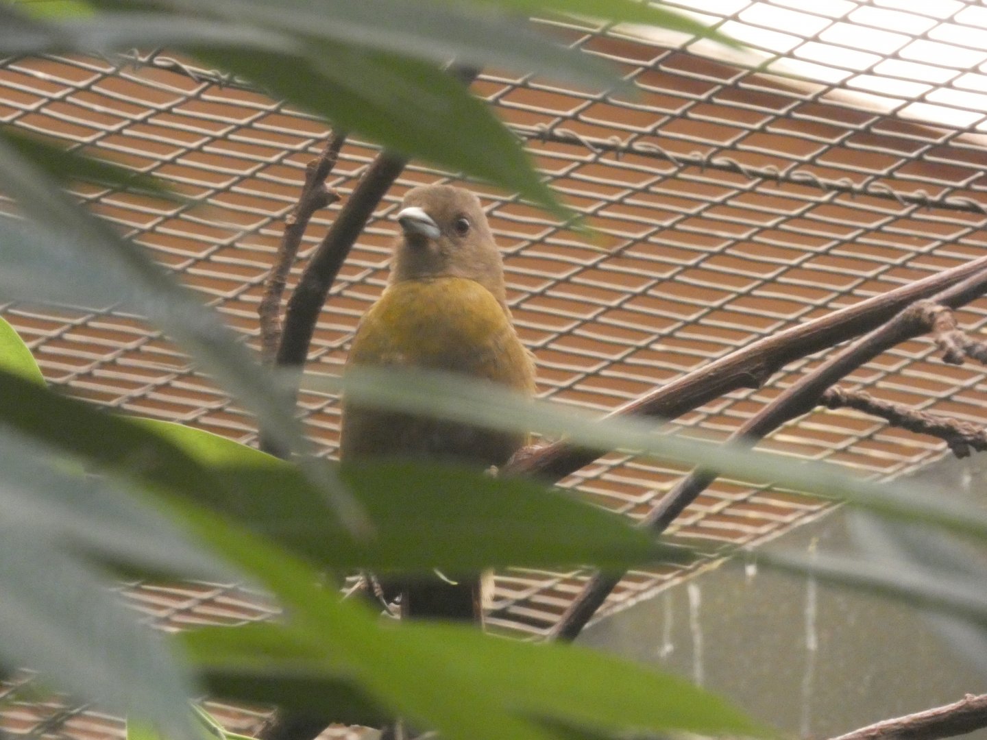 Scarlet-rumped Tanager female
