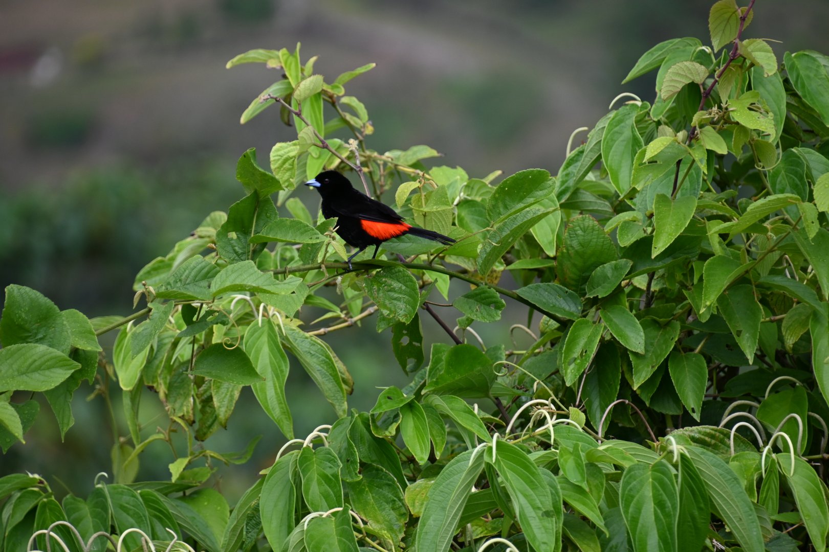 Scarlet-rumped tanager (Ramphocelus passerinii)