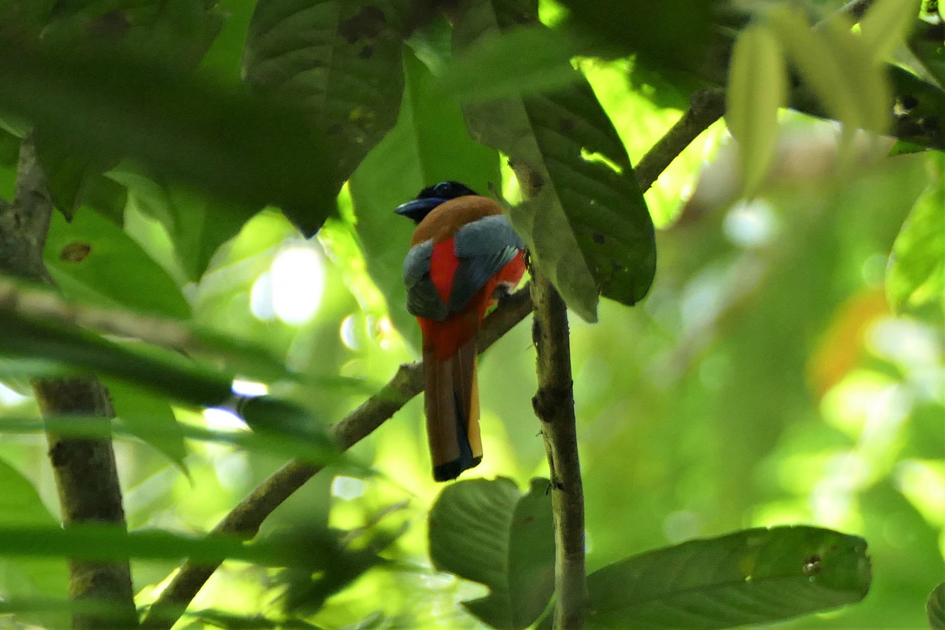 Scarlet-rumped Trogon - Taman Negara