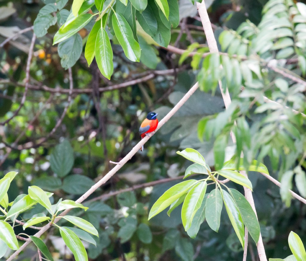 Scarlet-rumped Trogon