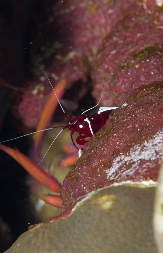 Scarlet Shrimp (= Debelius Shrimp)