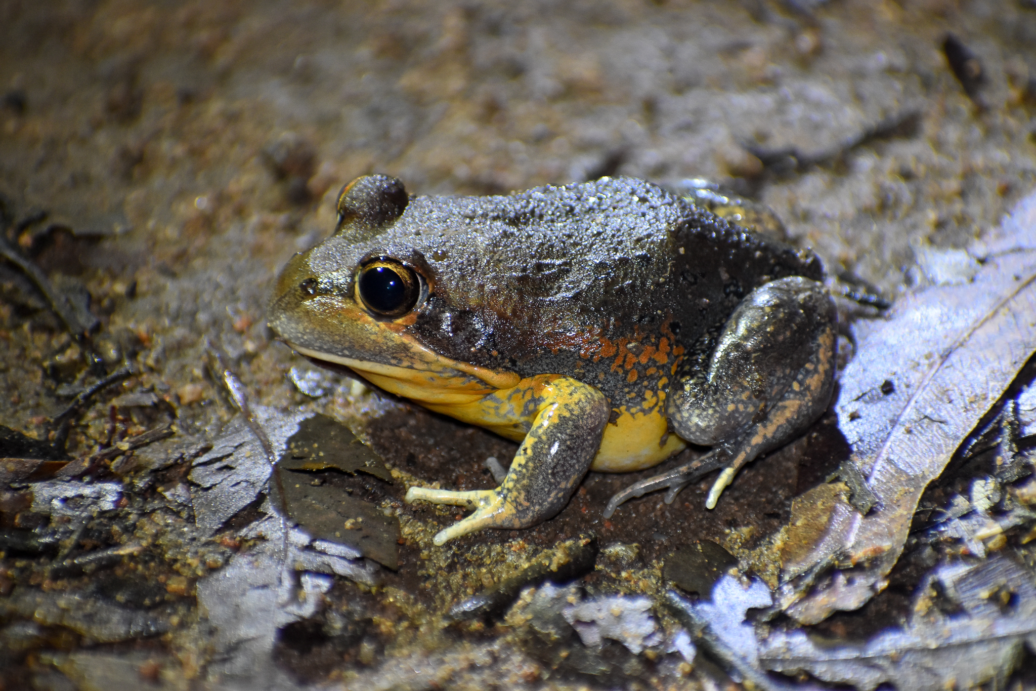 Scarlet-sided Banjo Frog, Limnodynastes grayi