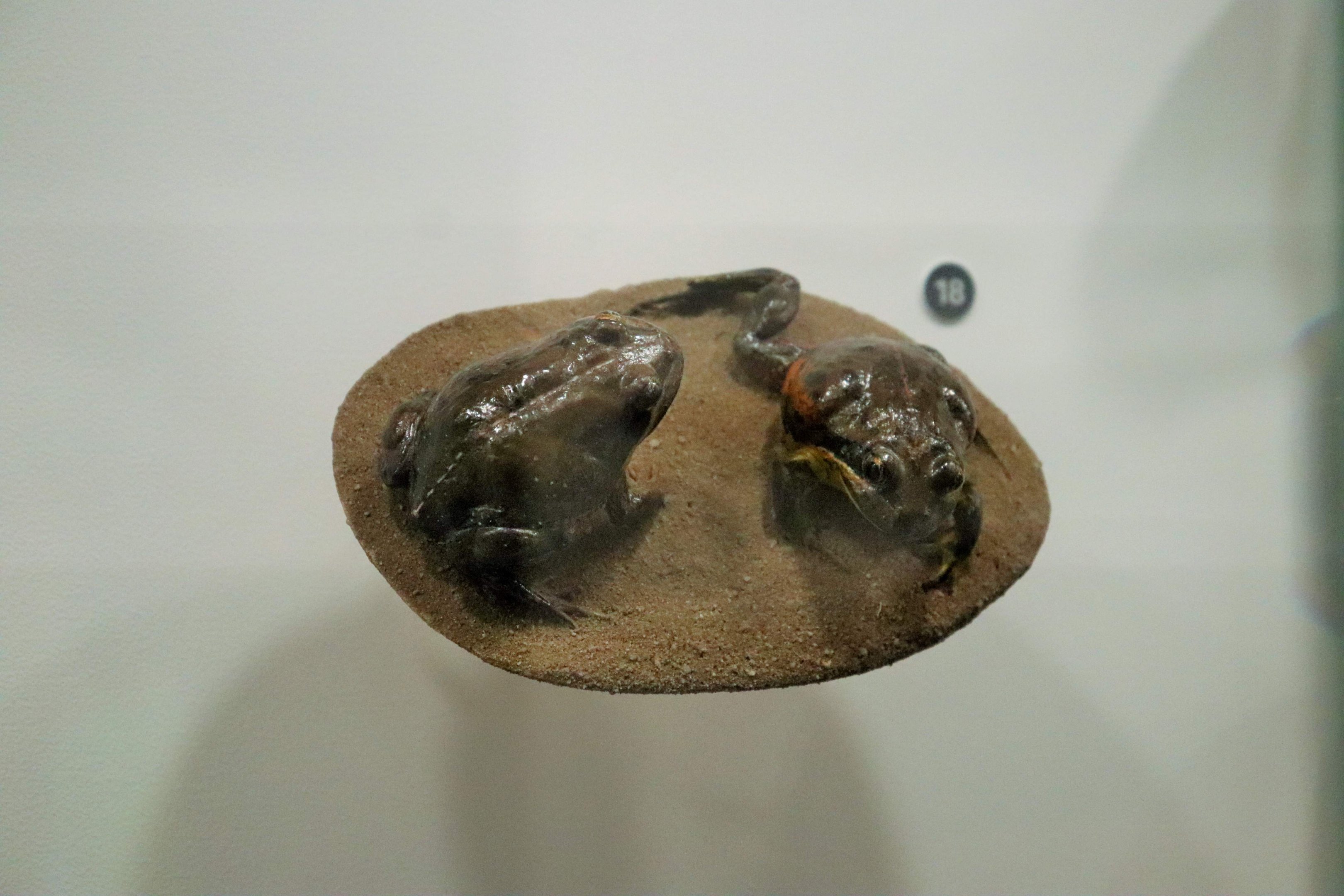 Scarlet-sided Pobblebonk (Limnodynastes terraereginae)