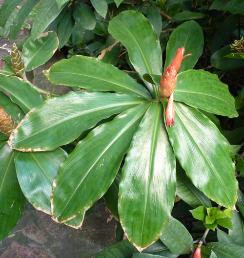 Scarlet spiral flag (Costus woodsonii)
