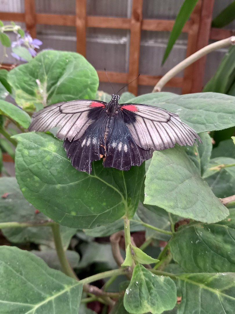 Scarlet Swallowtail (I think)