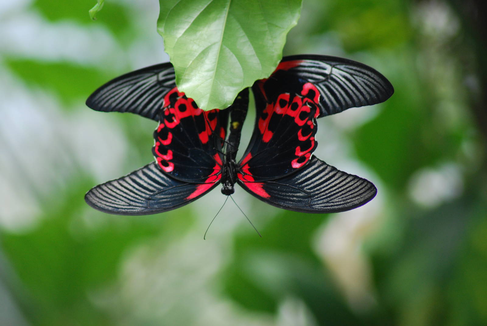 SCARLET SWALLOWTAIL