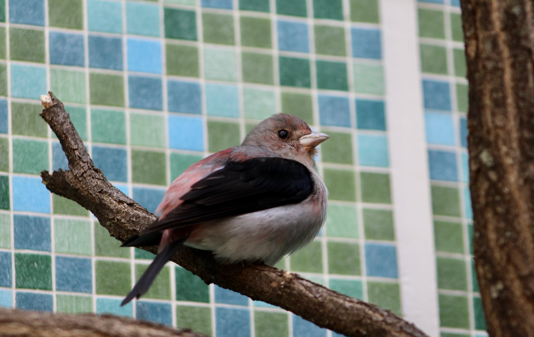 Scarlet Tanager (Piranga olivacea)