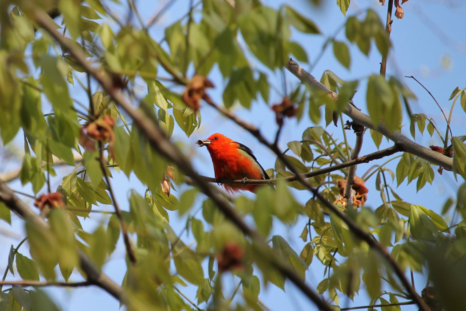Scarlet Tanager (Piranga olivacea)