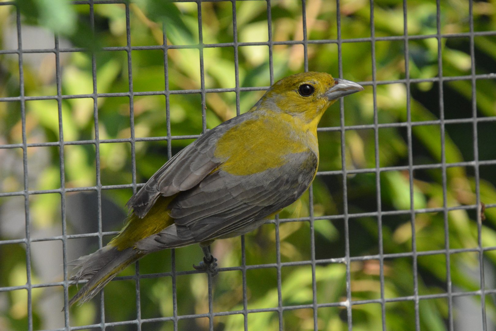 Scarlet tanager (Piranga olivacea)