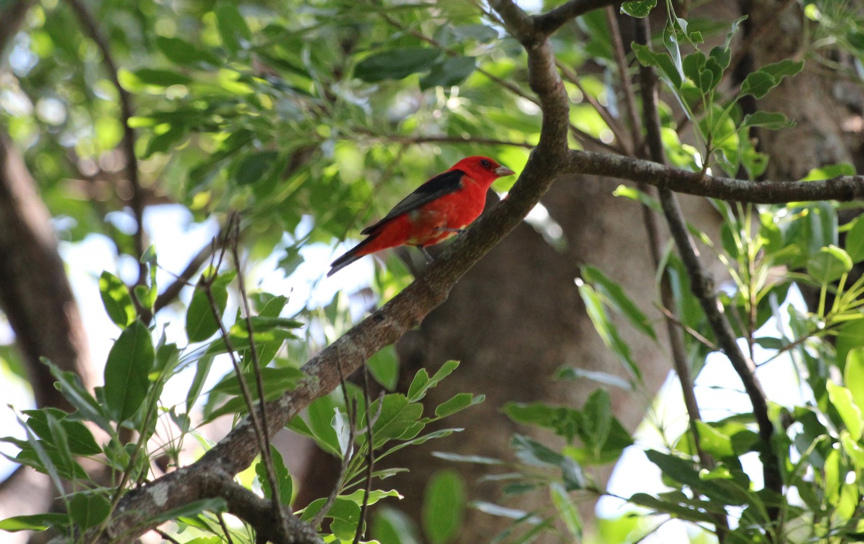 Scarlet Tanager