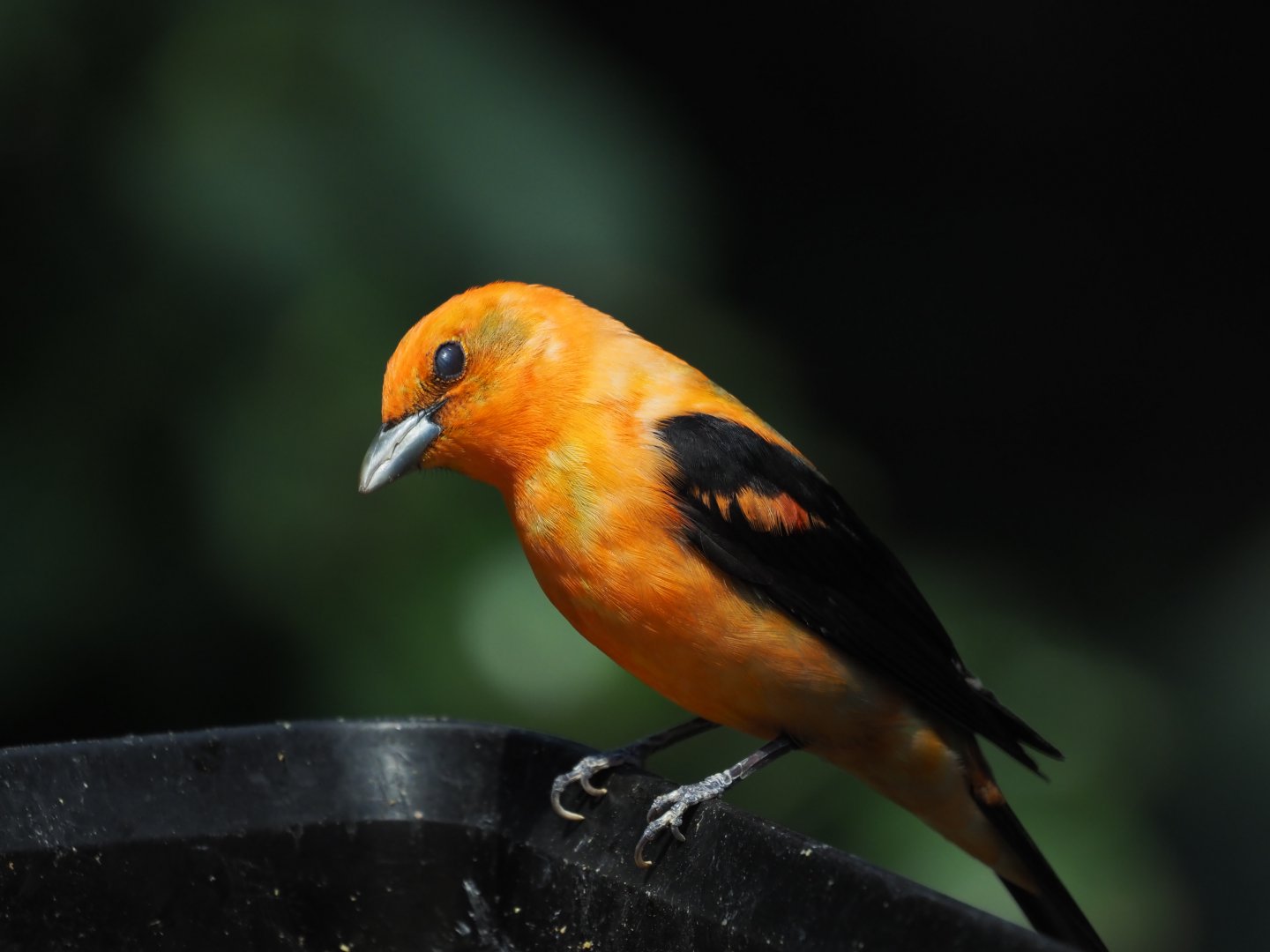 Scarlet Tanager