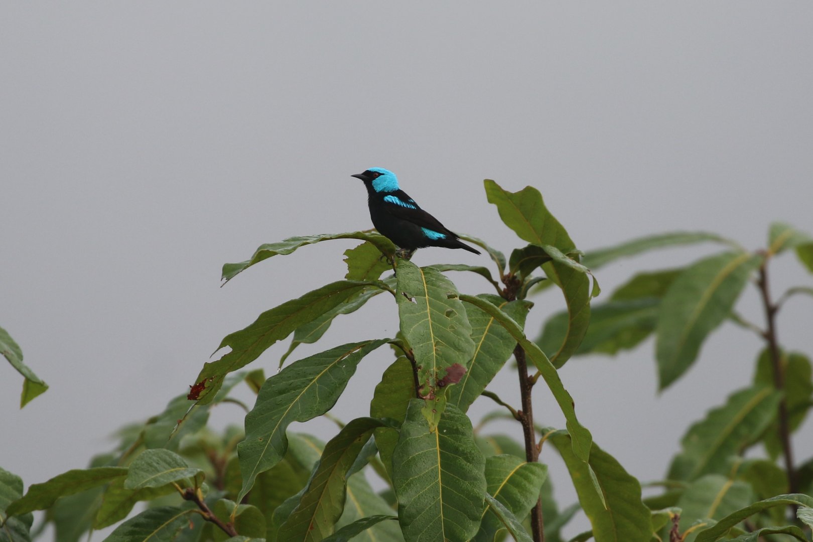 Scarlet-thighed Dacnis
