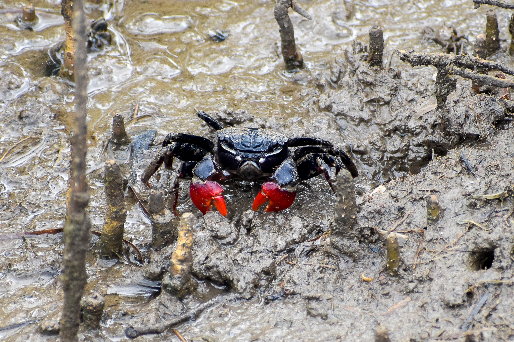 Scarlet Three-spined Mangrove Crab (Neosarmatium trispinosum)