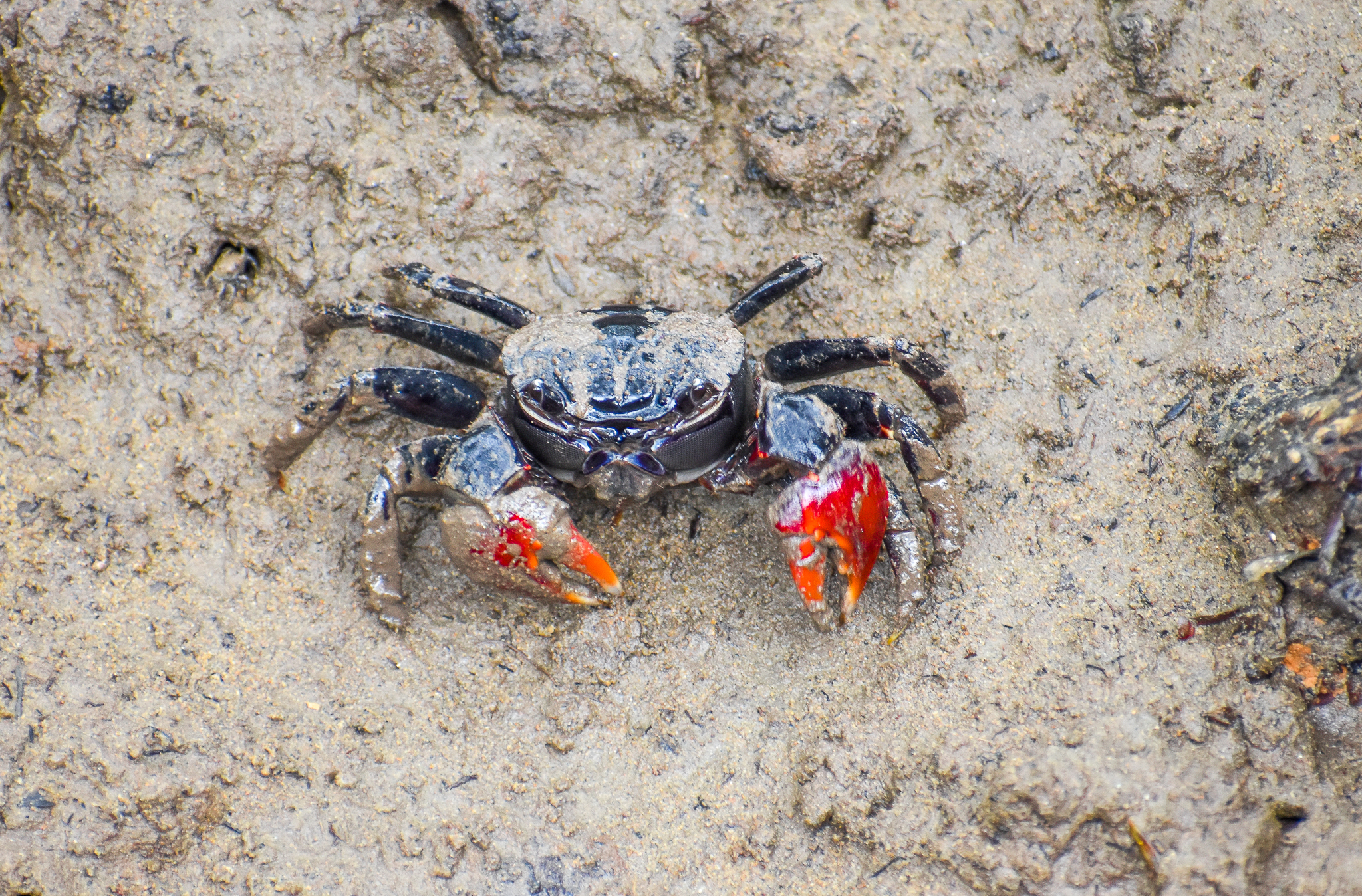 Scarlet Three-spined Mangrove Crab (Neosarmatium trispinosum)