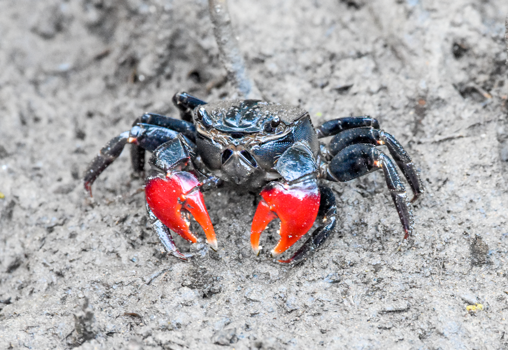 Scarlet Three-spined Mangrove Crab