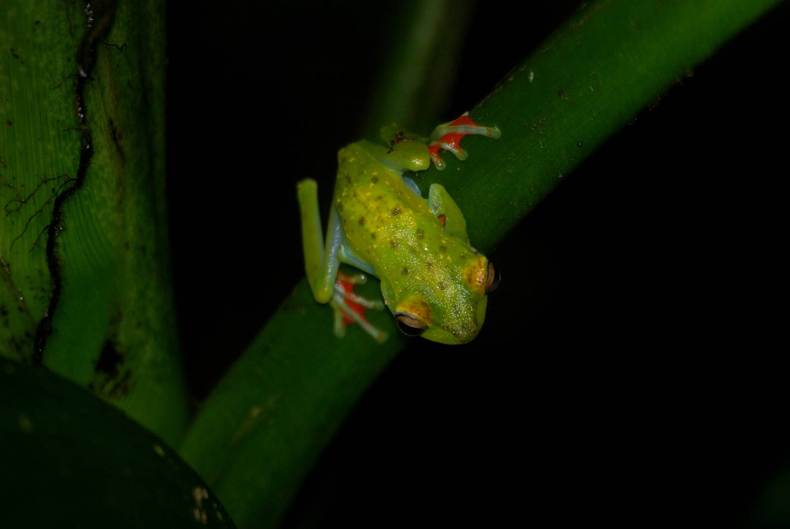 Scarlet-webbed Tree Frog in Tortuguero, 15/04/14