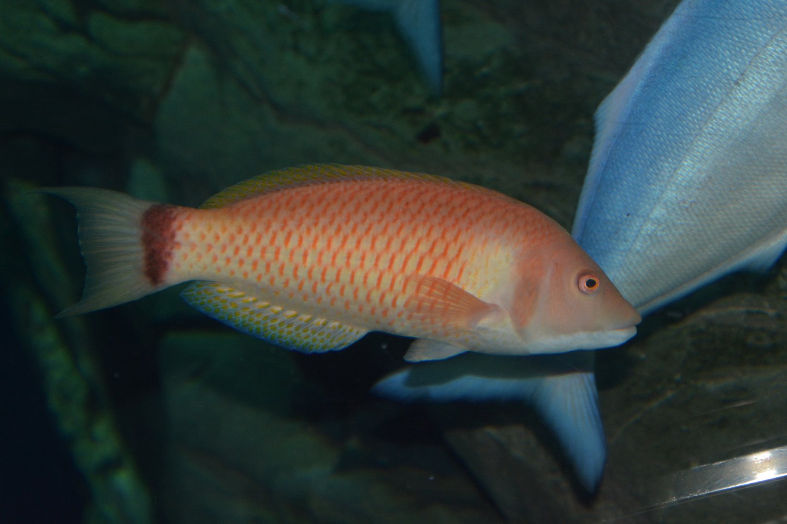 Scarlet wrasse (Pseudolabrus miles)