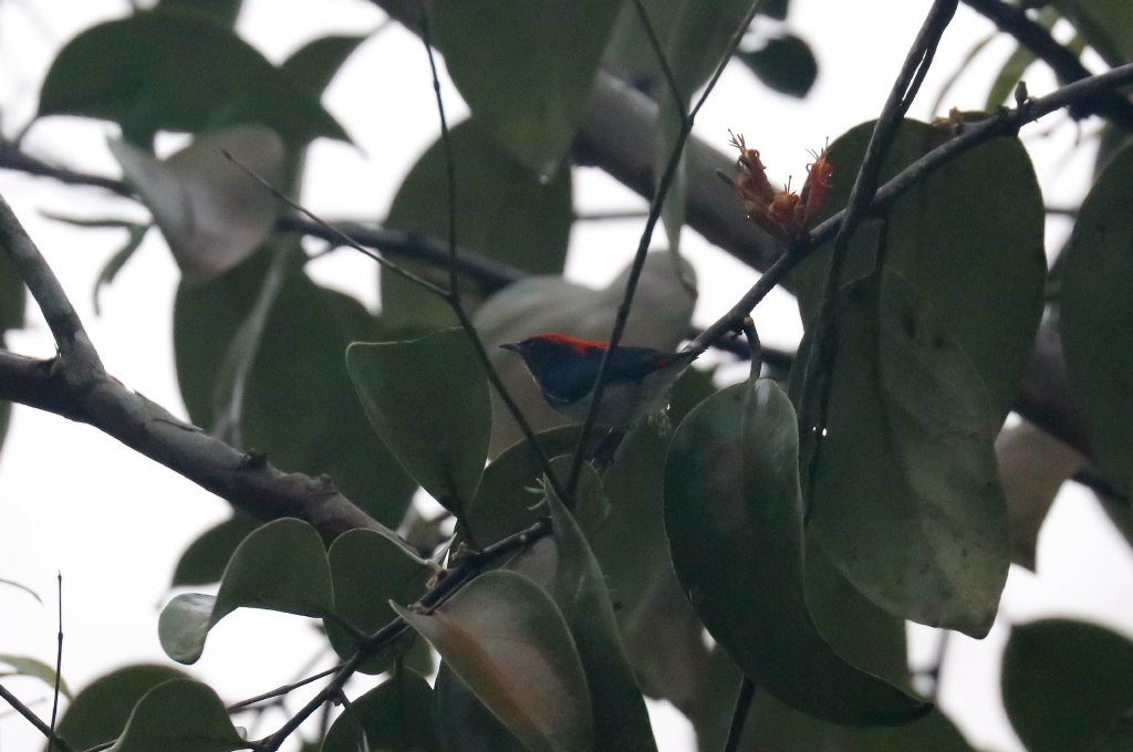Scarletbacked Flowerpecker