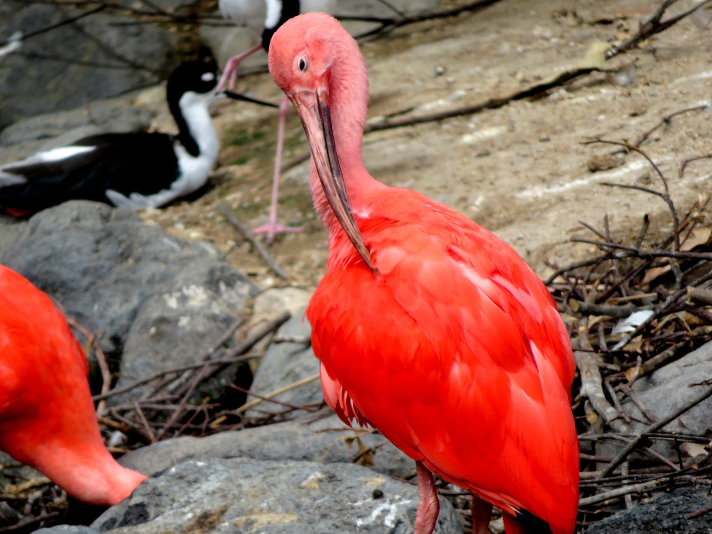 Scarlett Ibis at Kobe Animal Kingdom