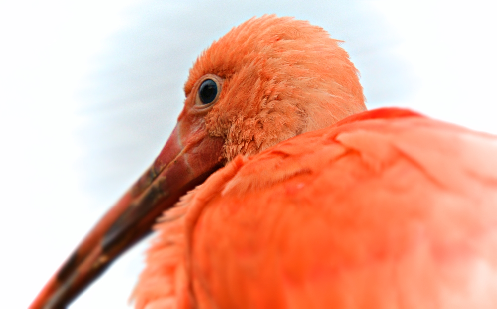 Scarlett Ibis