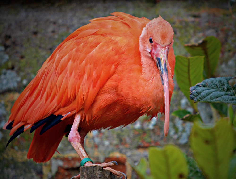 Scarlett Ibis