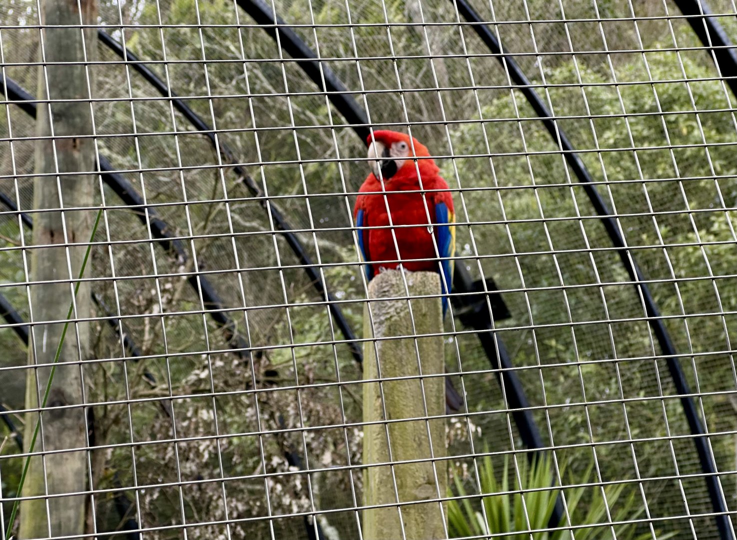 Scarlett macaw (Ara macao)
