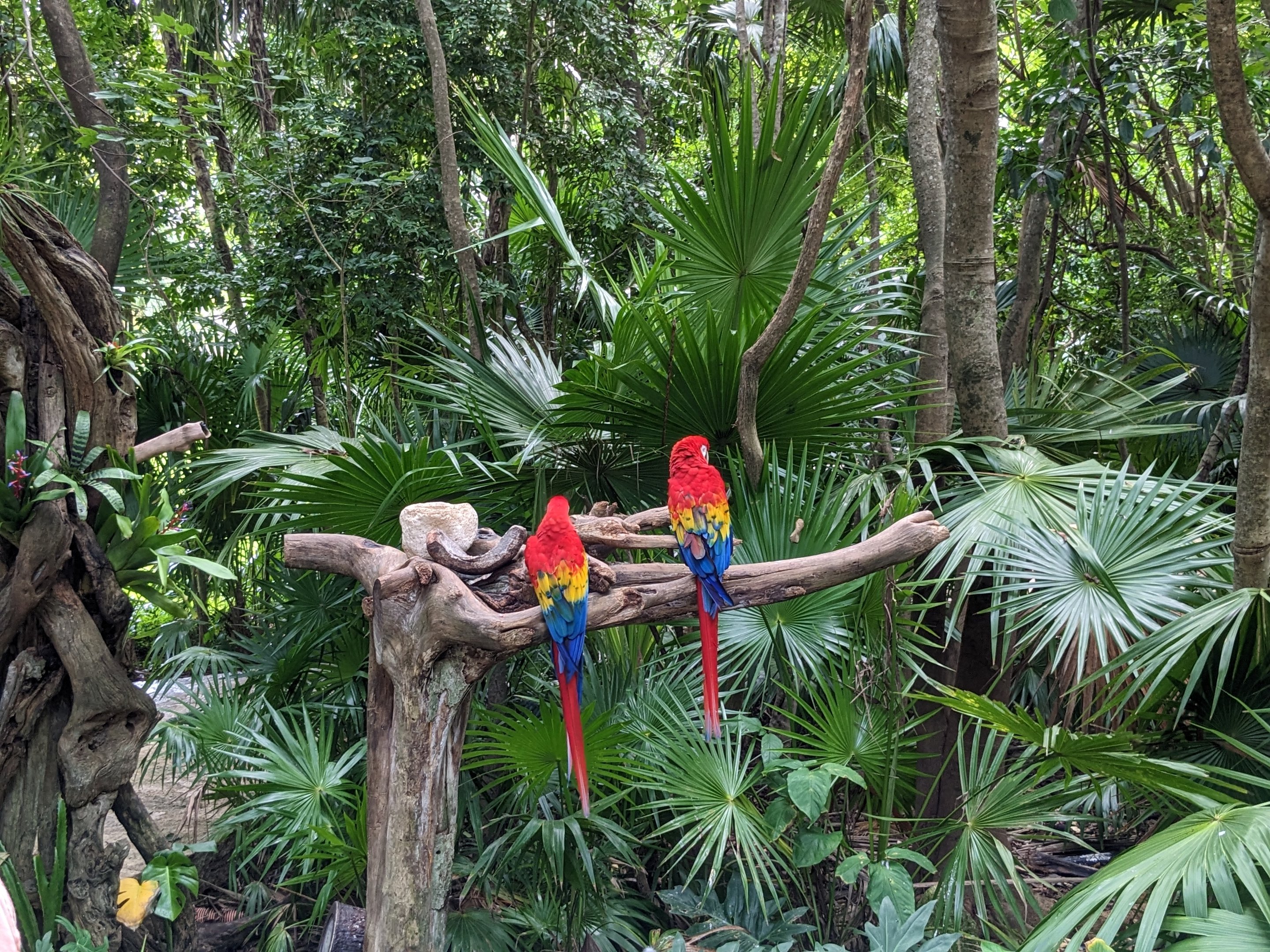 Scarlett Macaw at entrance