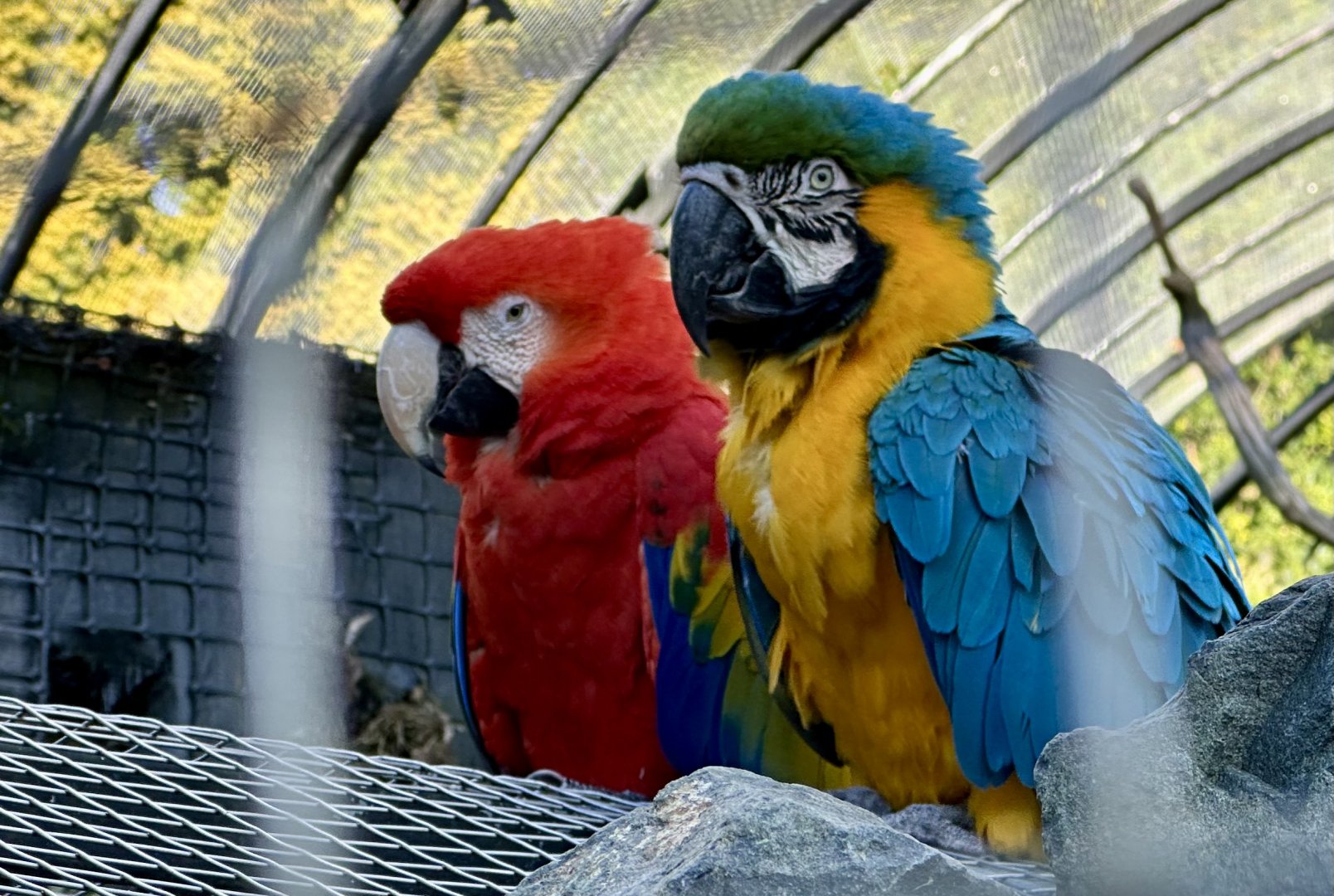 Scarlett Macaw/Blue and Gold Macaw
