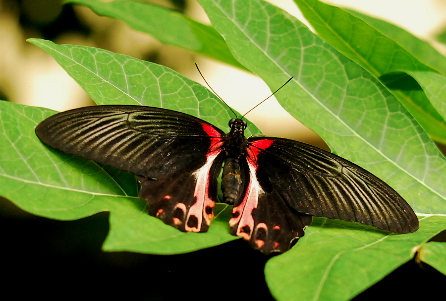 SCARLETT SWALLOWTAIL