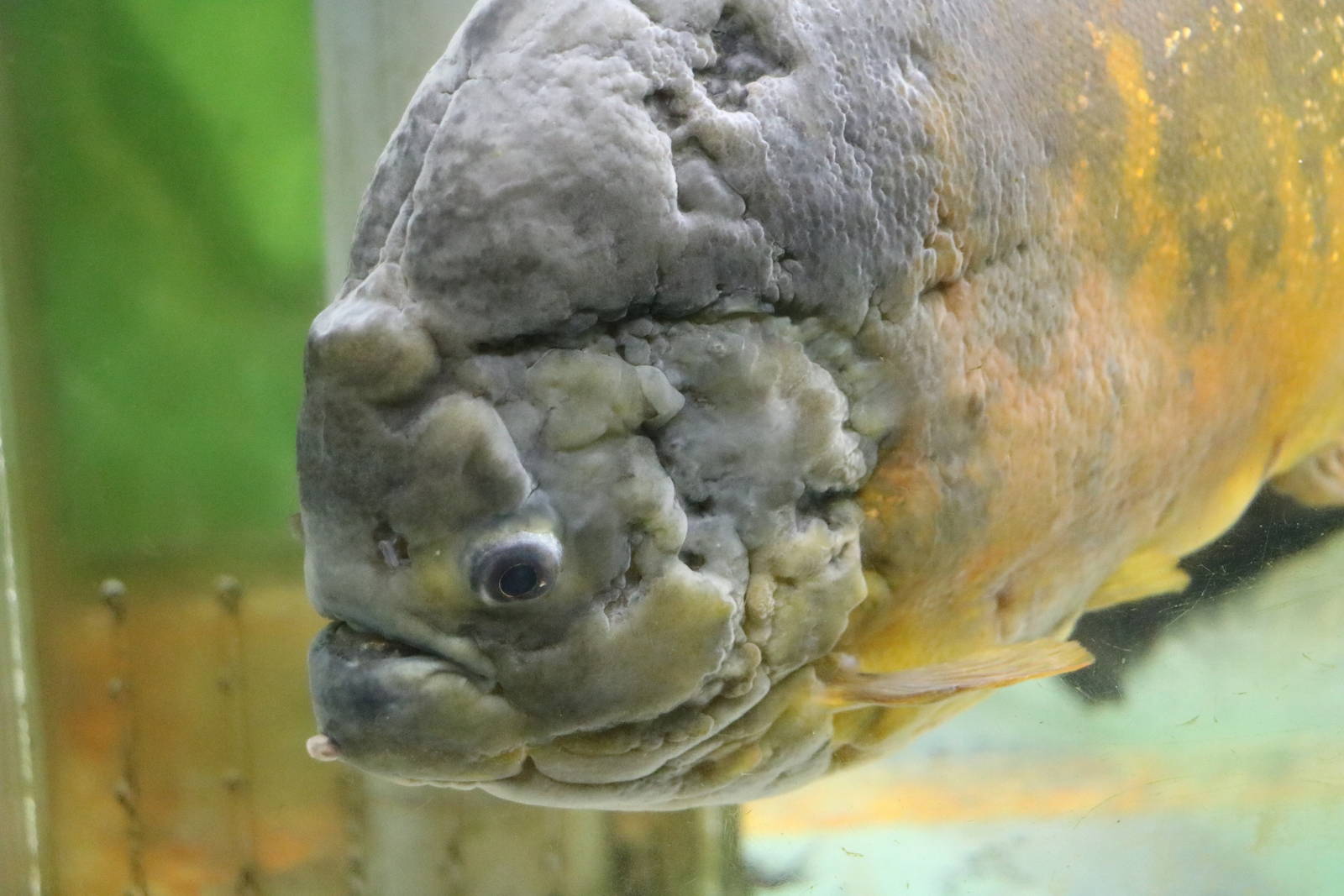 Scarred Pygocentrus piraya - Tokyo Tower Aquarium, February 2016