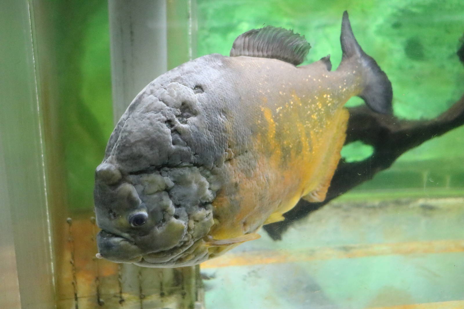 Scarred Pygocentrus piraya - Tokyo Tower Aquarium, February 2016