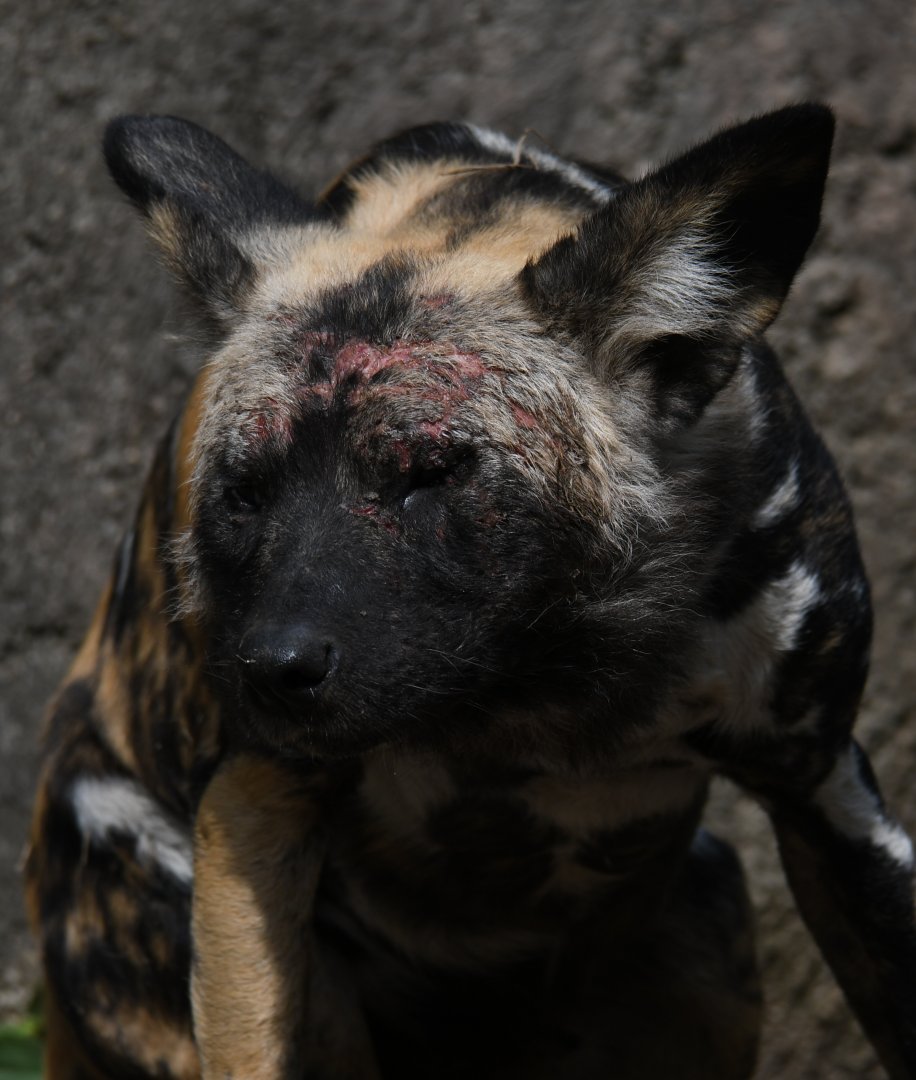 Scarred-up African painted dog
