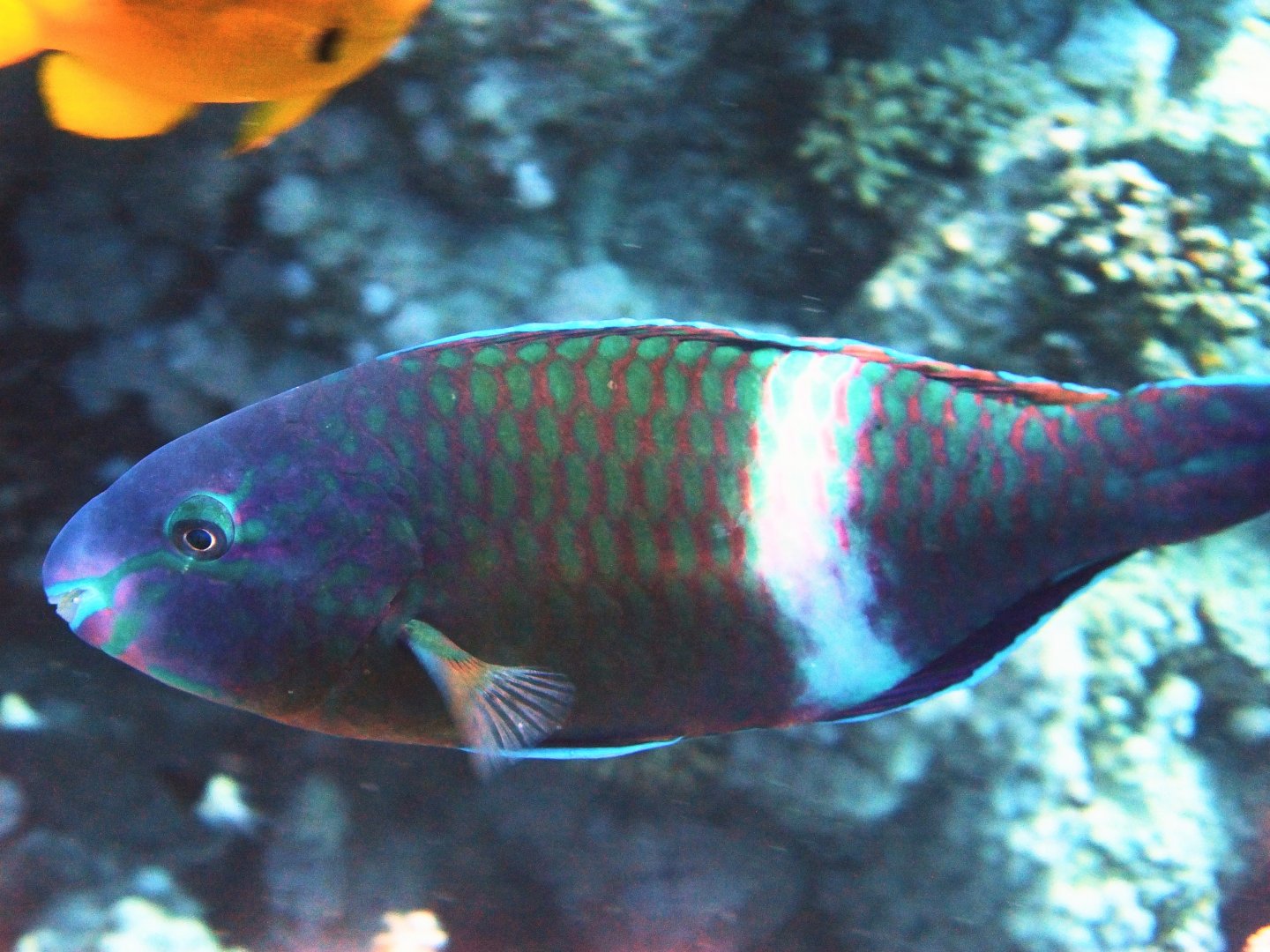 Scarus fuscopurpureus