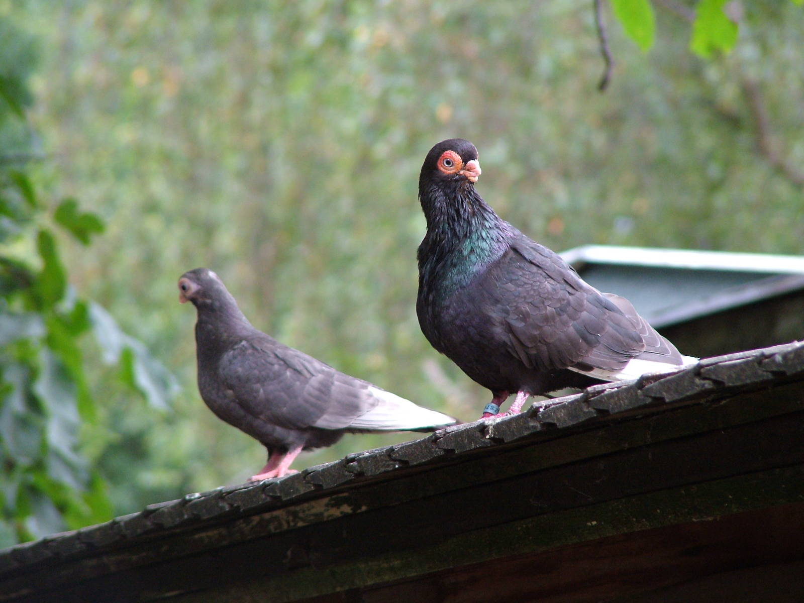 Scary-looking Pigeons at Chomutov, 30/08/12
