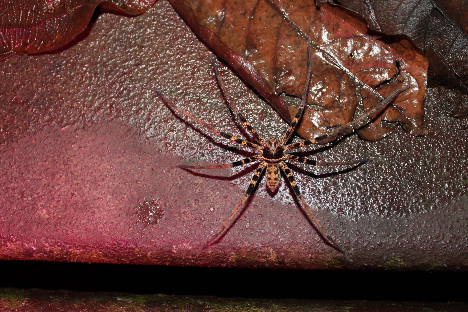Scary night fauna of Malaysia