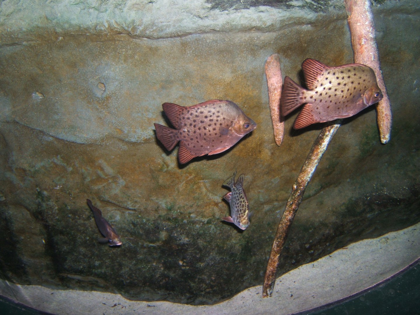 Scat (Scatophagus argus) 30/07/2017