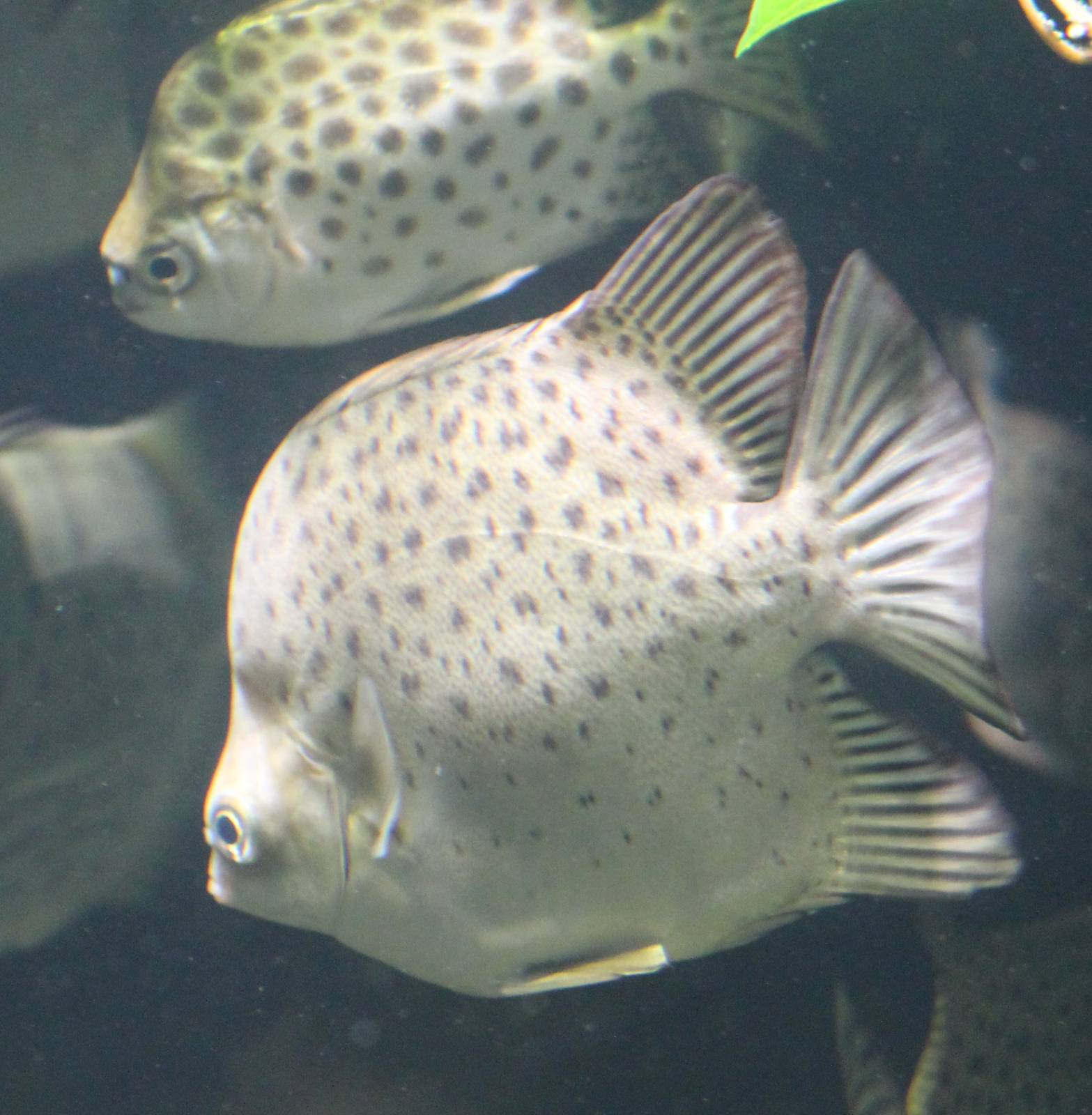 Scatophagus argus