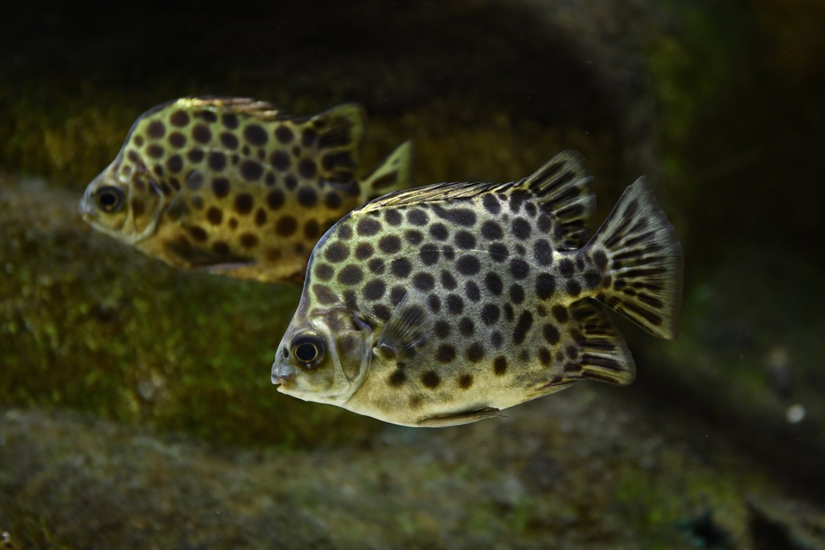 Scatophagus argus