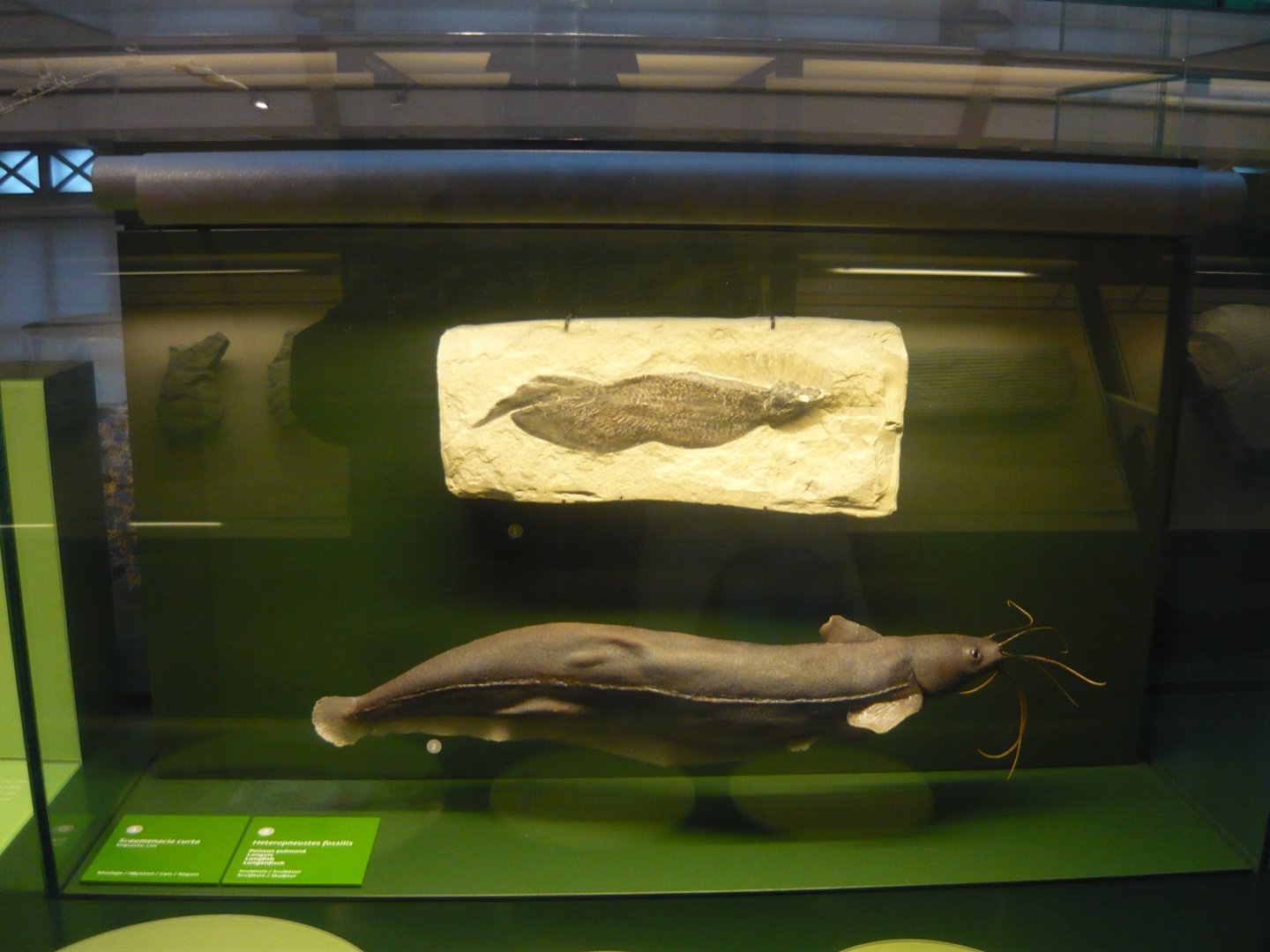 Scaumenacia curta and Heteropneustes fossilis