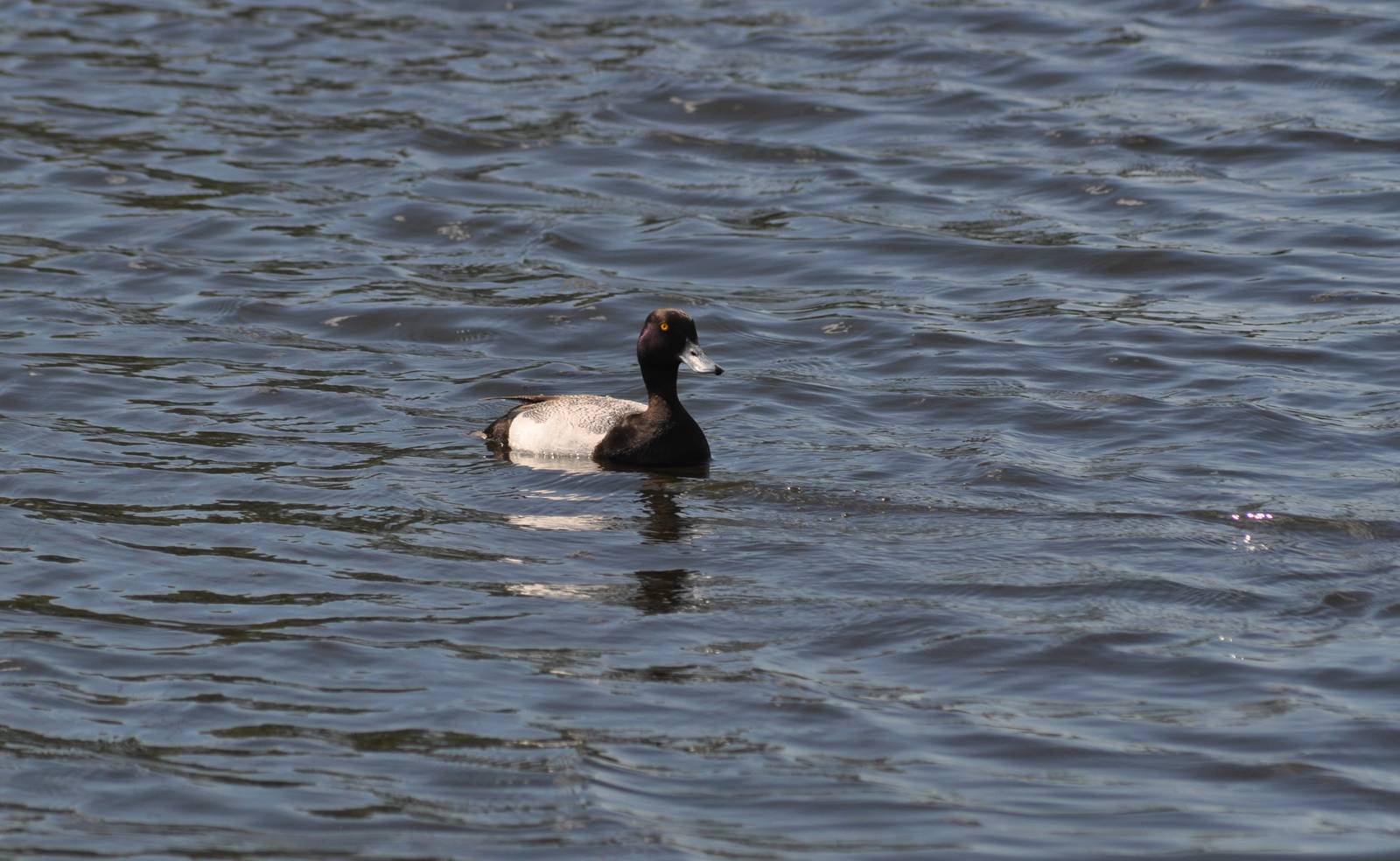 Scaup