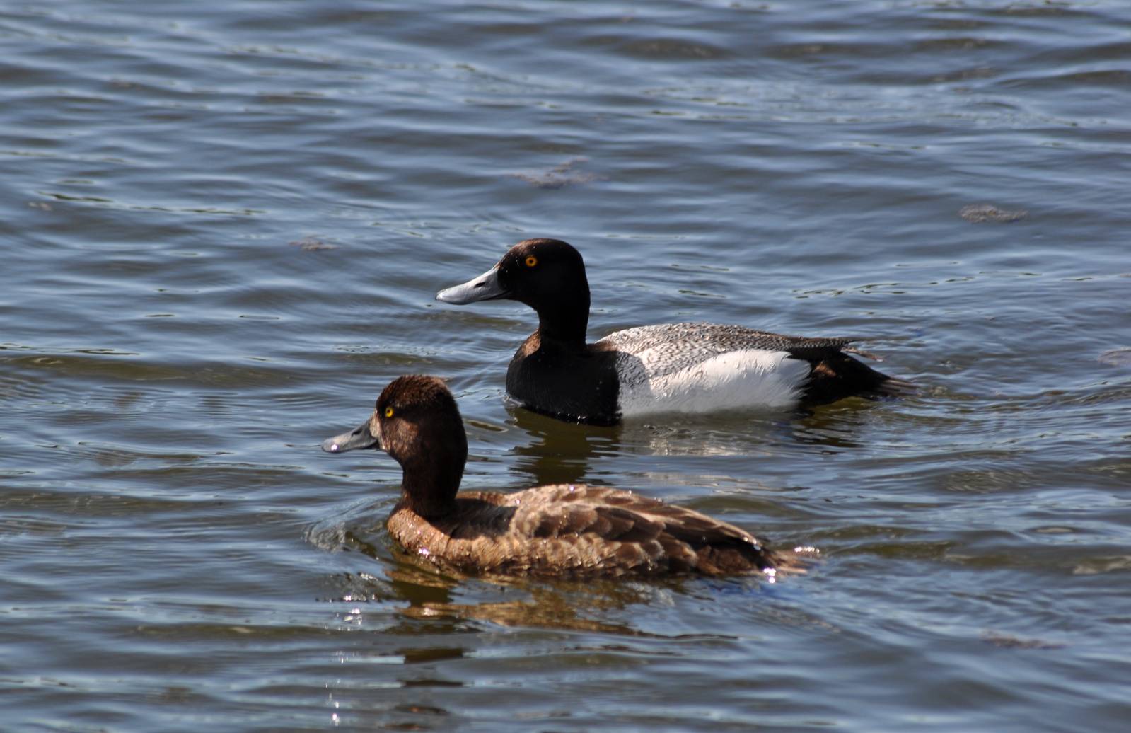 Scaups