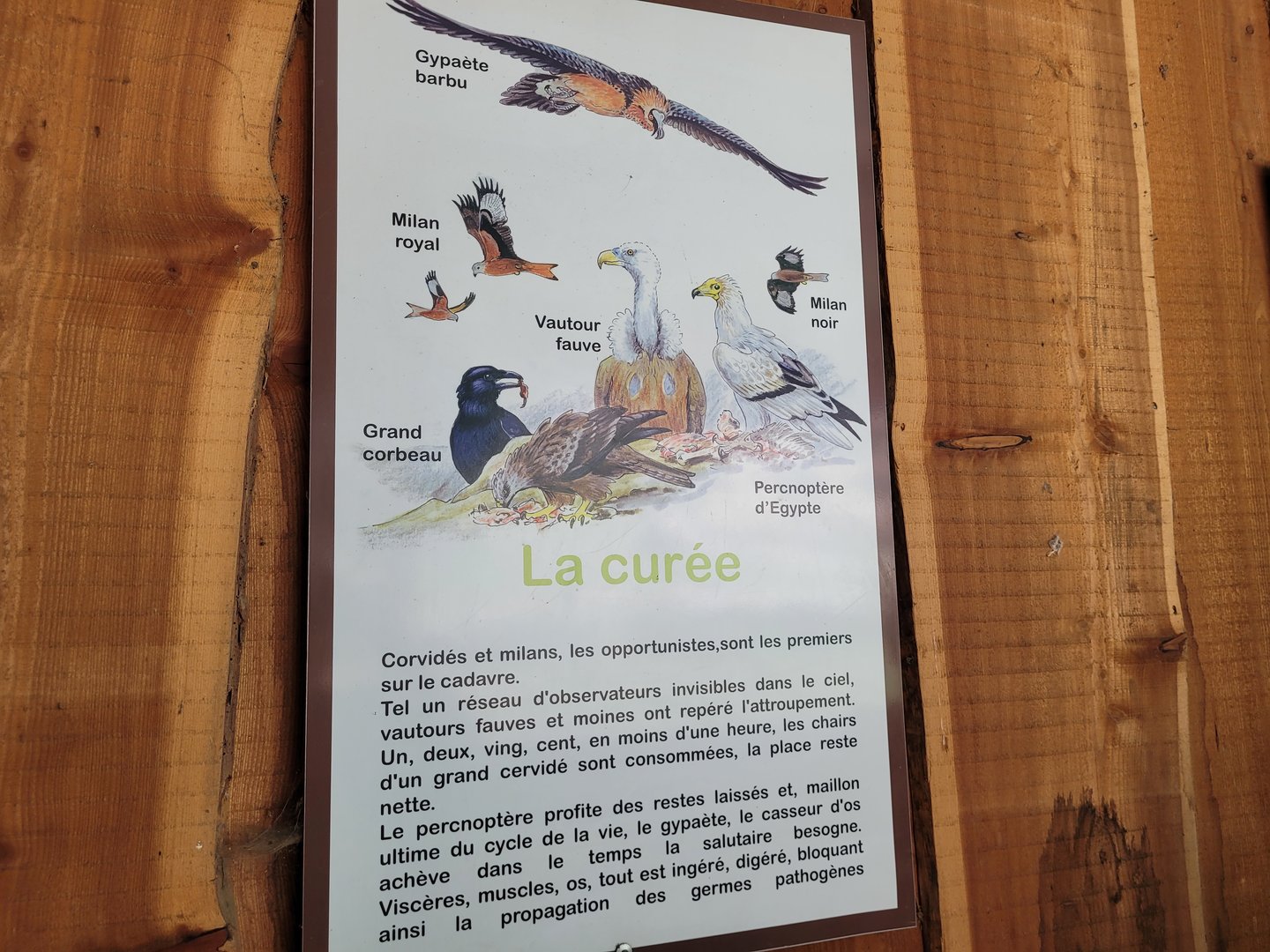 Scavenger sign -Parc Animalier des Pyrénées (2023)