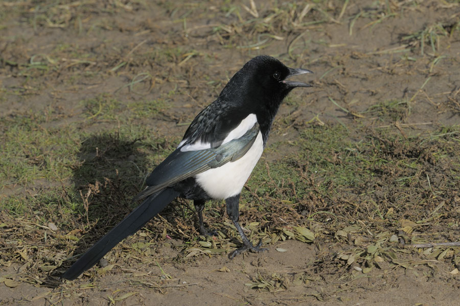 Scavenging magpie