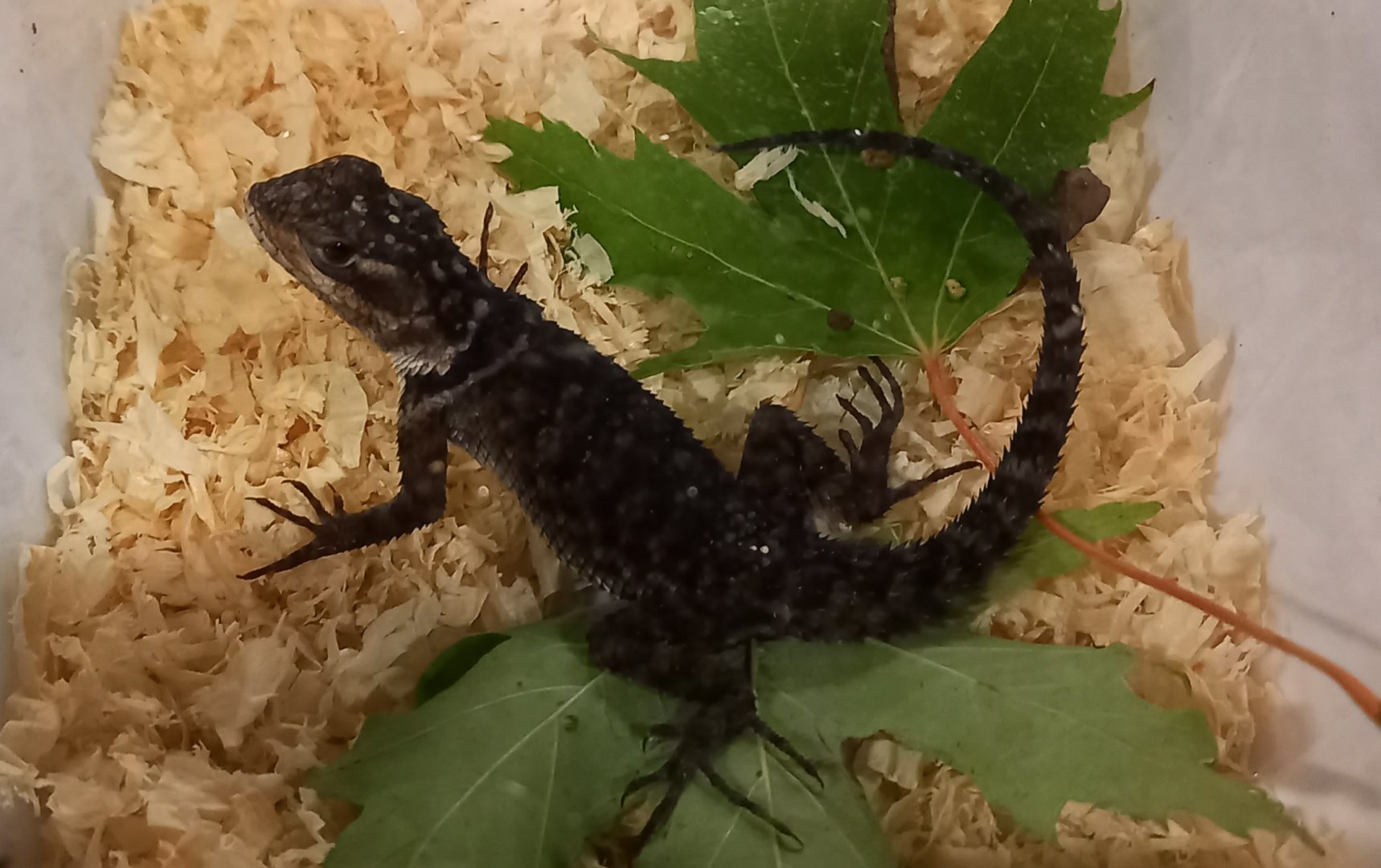 Scelophorus cyanogenis